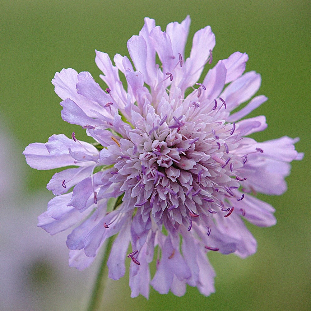 <i>Knautia arvensis</i> 
