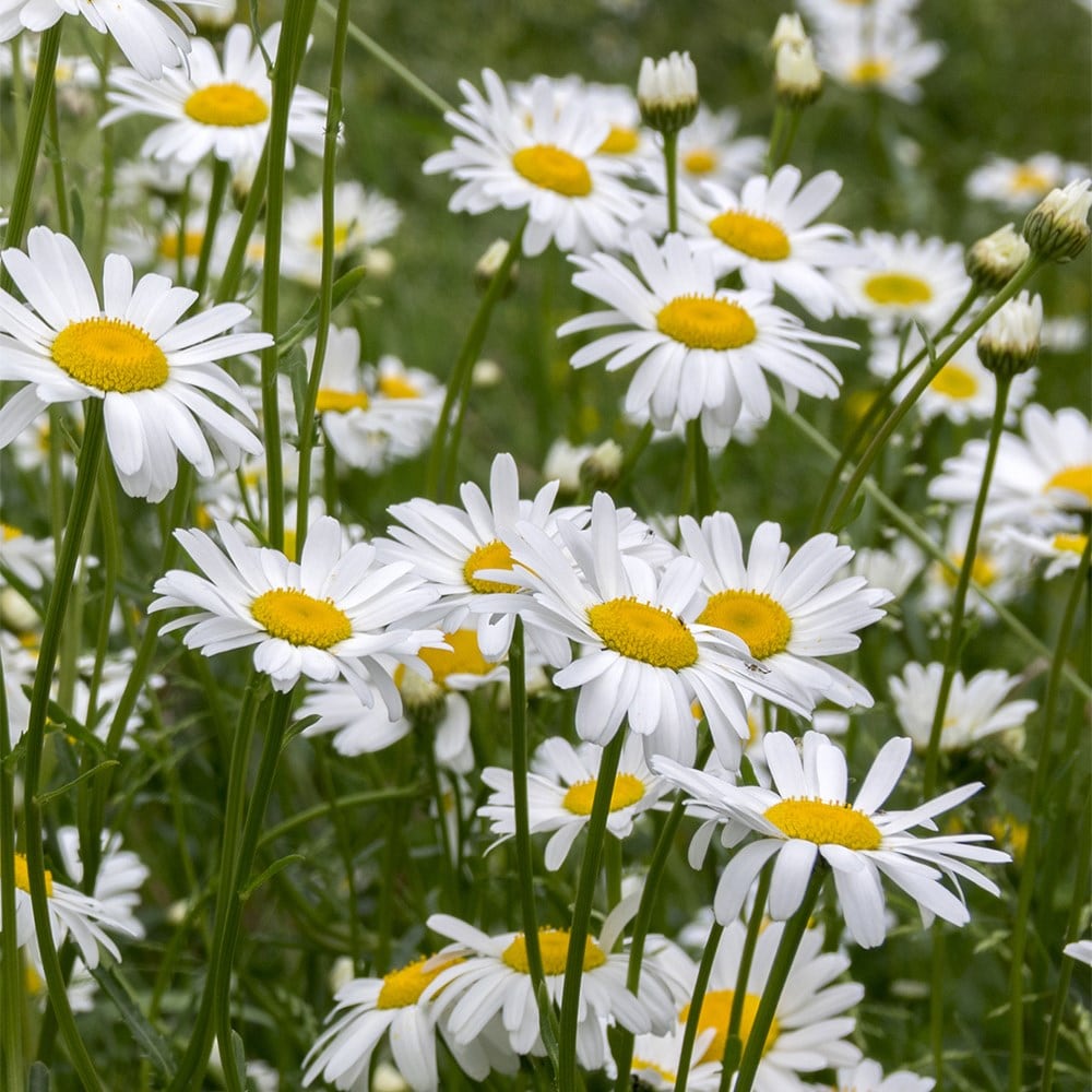 <i>Leucanthemum vulgare</i> 