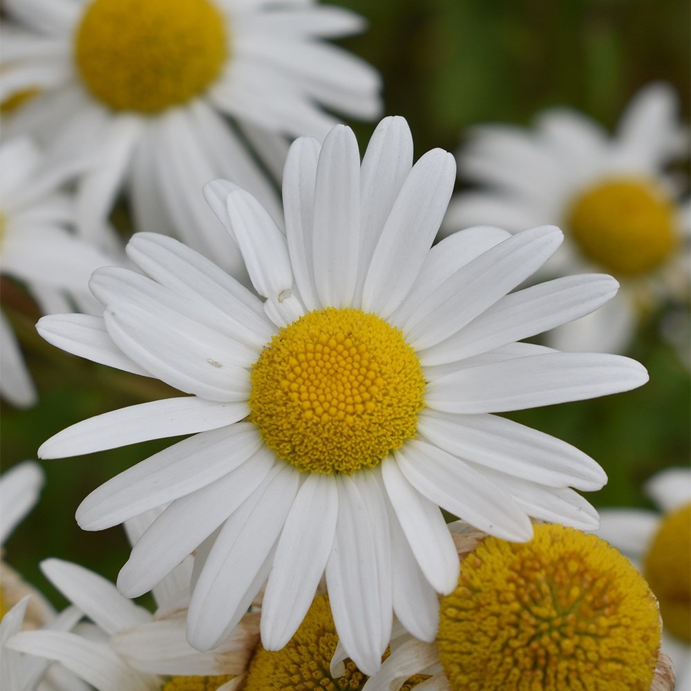 <i>Leucanthemum vulgare</i> 