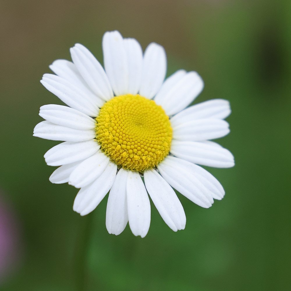 <i>Leucanthemum vulgare</i> 