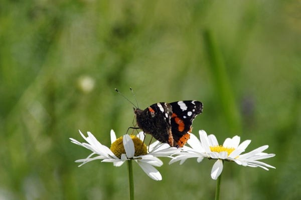 Leucanthemum vulgare