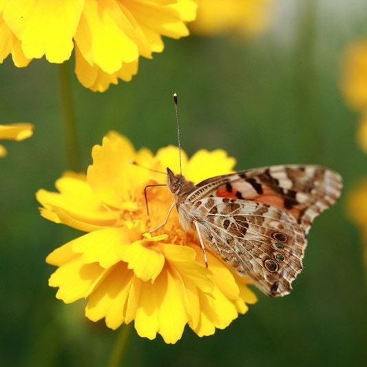 <i>Glebionis segetum</i> 