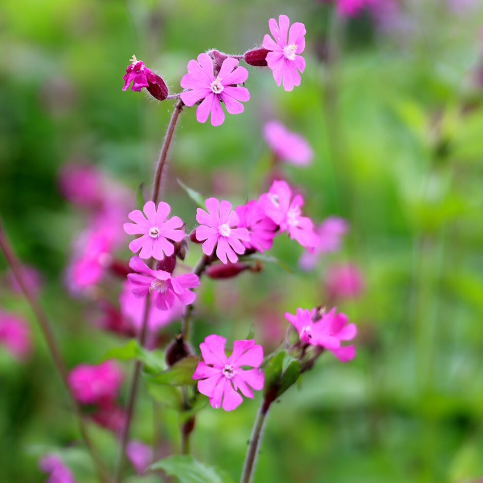 Buy red campion Silene dioica: £2.99 Delivery by Crocus