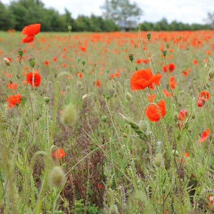 Poppy field collection of annuals