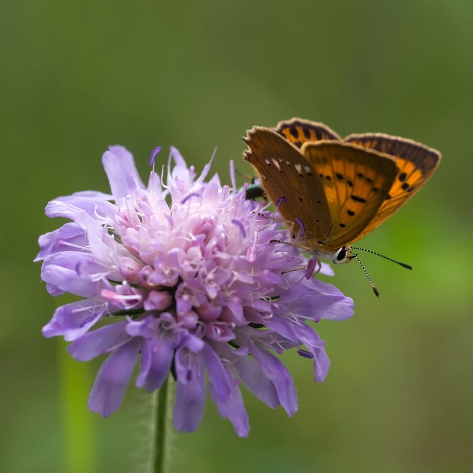 Butterfly seed collection