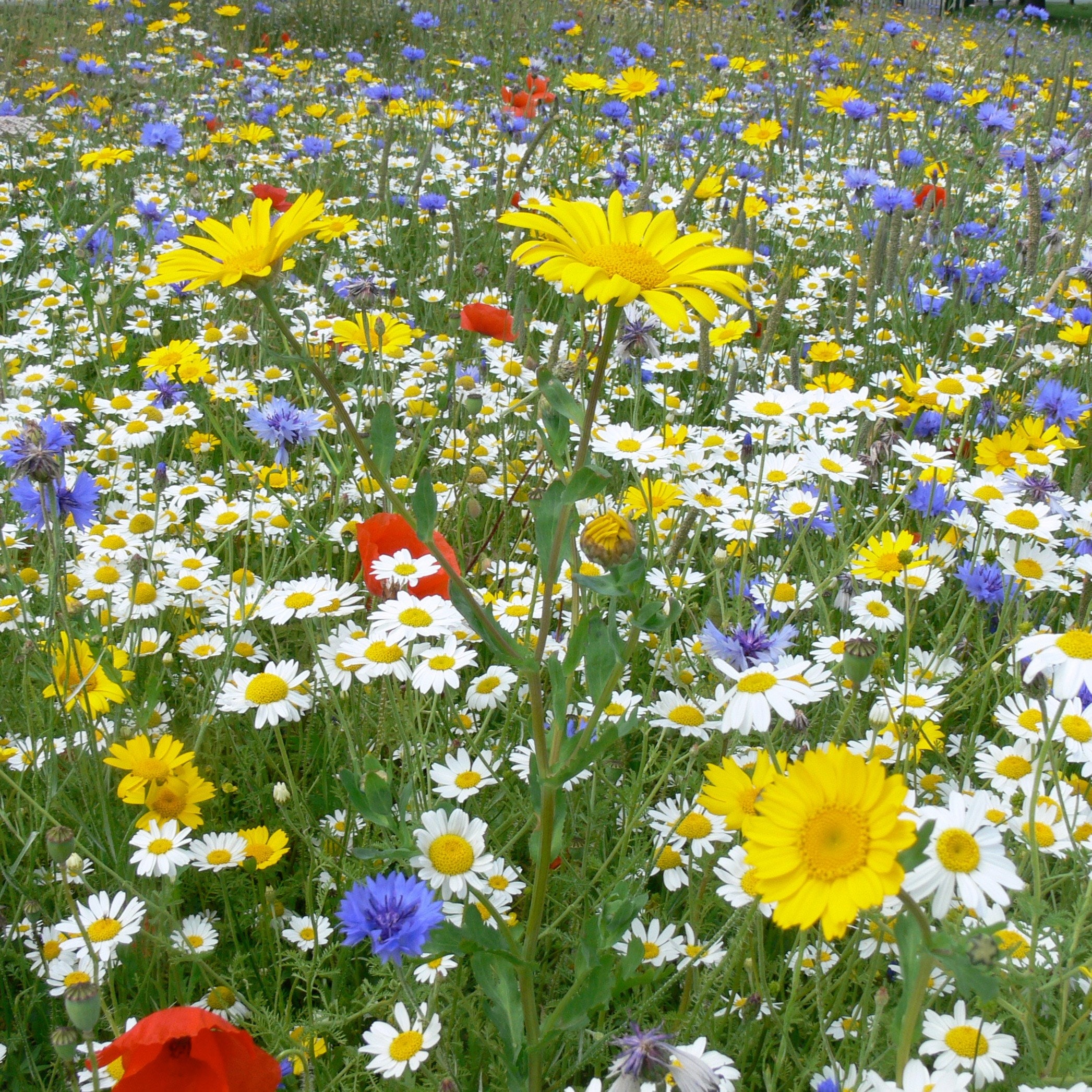 Product options image