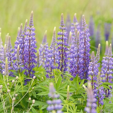 Cottage garden collection