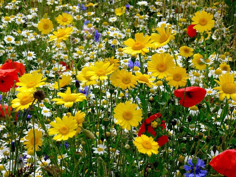 Cornfield seed collection
