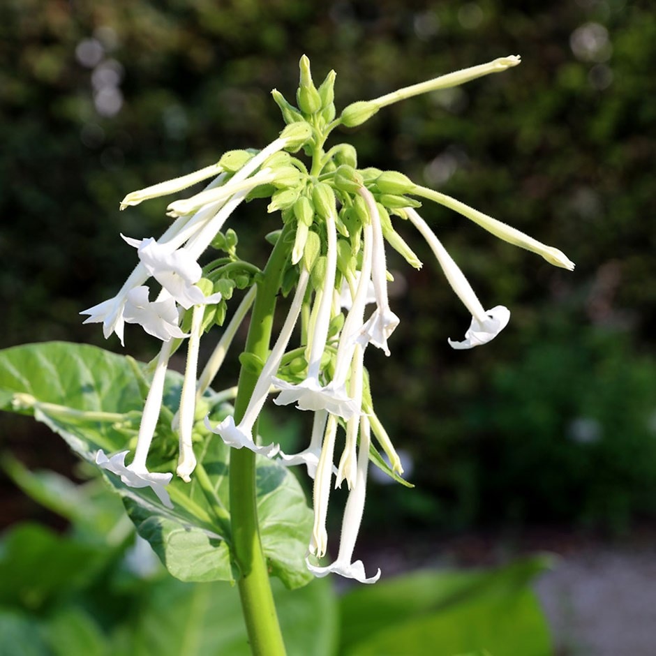 <i>Nicotiana sylvestris</i> 