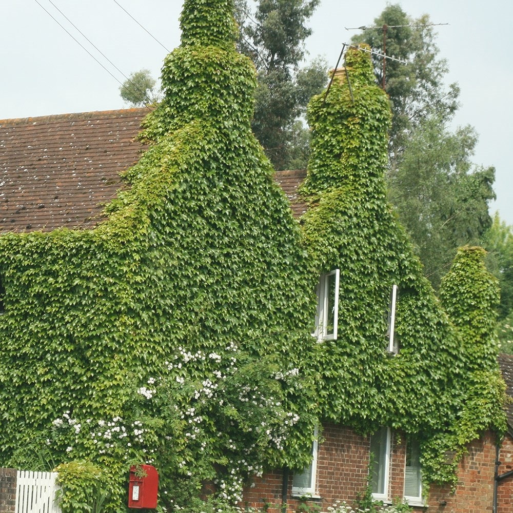 <i>Parthenocissus tricuspidata</i> 'Veitchii'