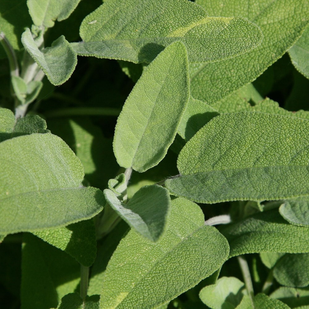 Product options image