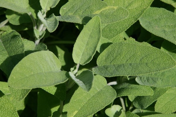 Salvia officinalis