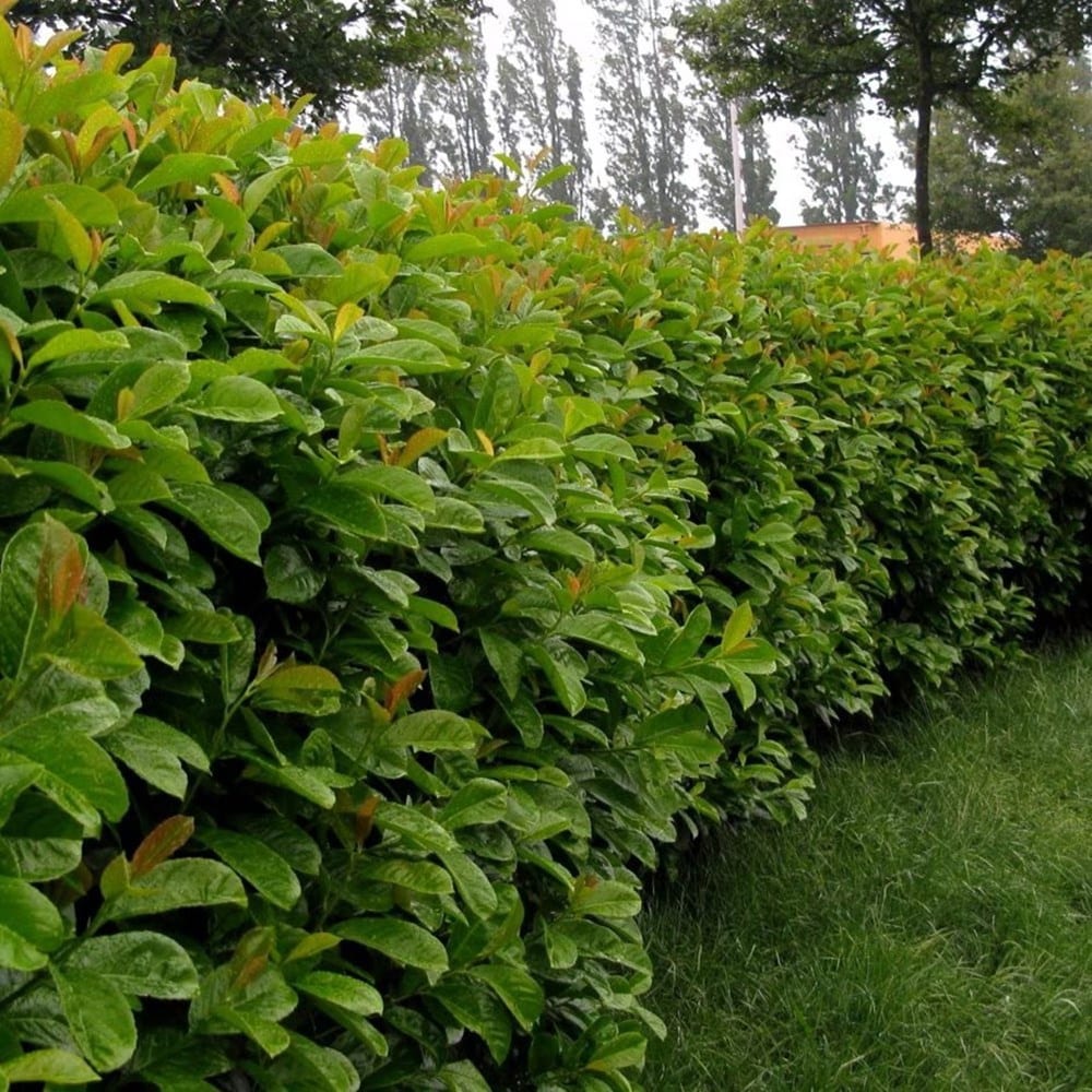 Product options image