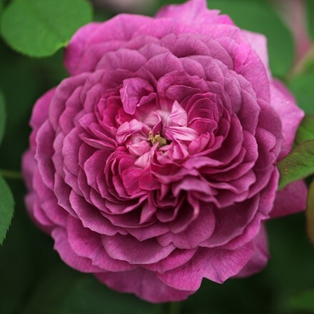 Buy rose Reine des Violettes (hybrid perpetual) Rosa Reine des Violettes:  £20.99 Delivery by Crocus