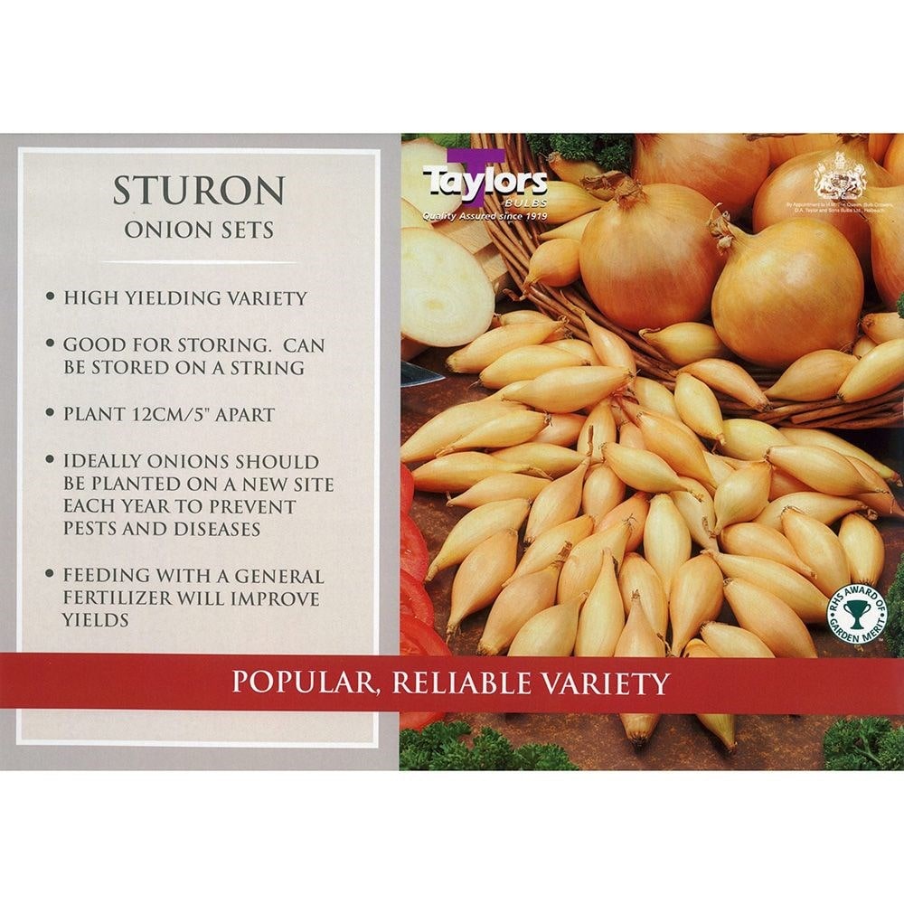 onion 'Sturon'