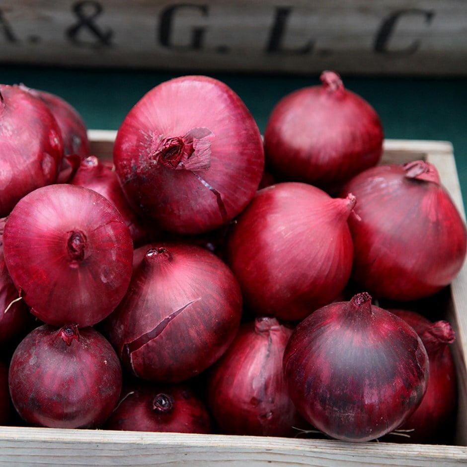 red flattener round onion sets