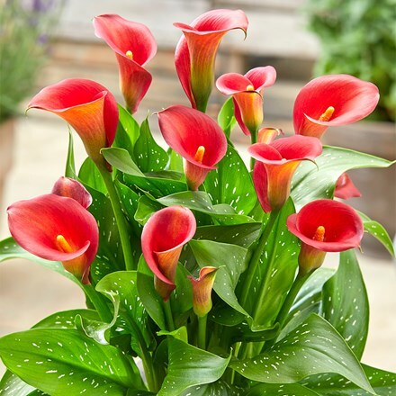 Zantedeschia Red Alert