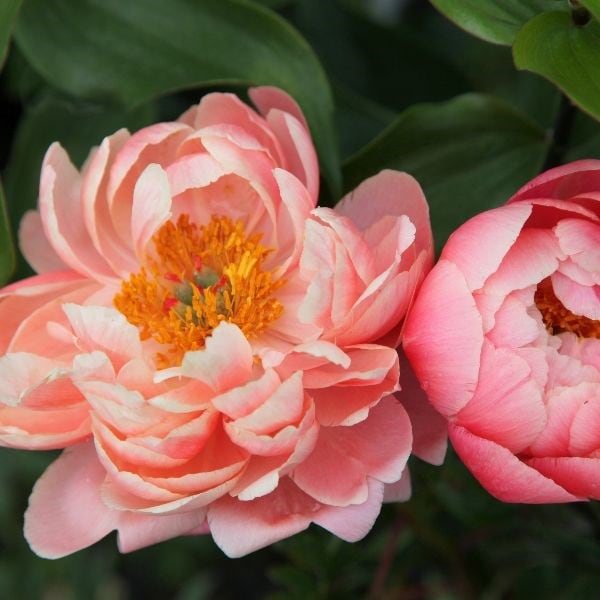Paeonia Coral Charm