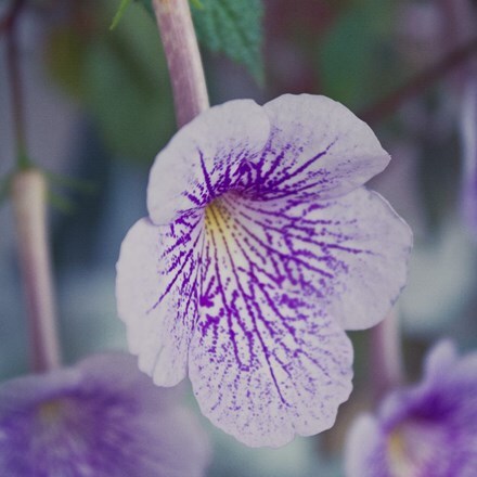 Picture of Achimenes Blue Sparks