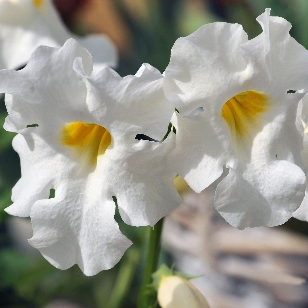 gloxinia trumpet flower brown calex