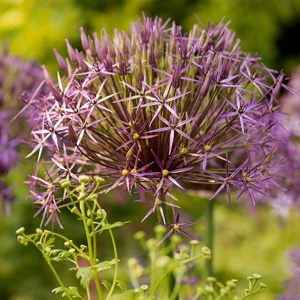 Product options image