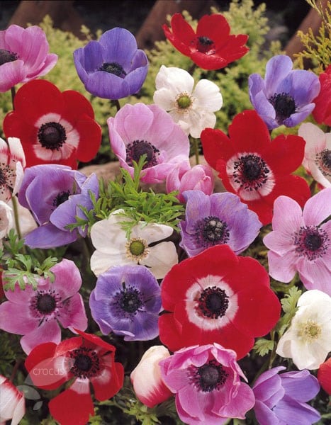 Buy garden anemone bulbs Anemone coronaria 'De Caen Group Mixed': Delivery  by Waitrose Garden