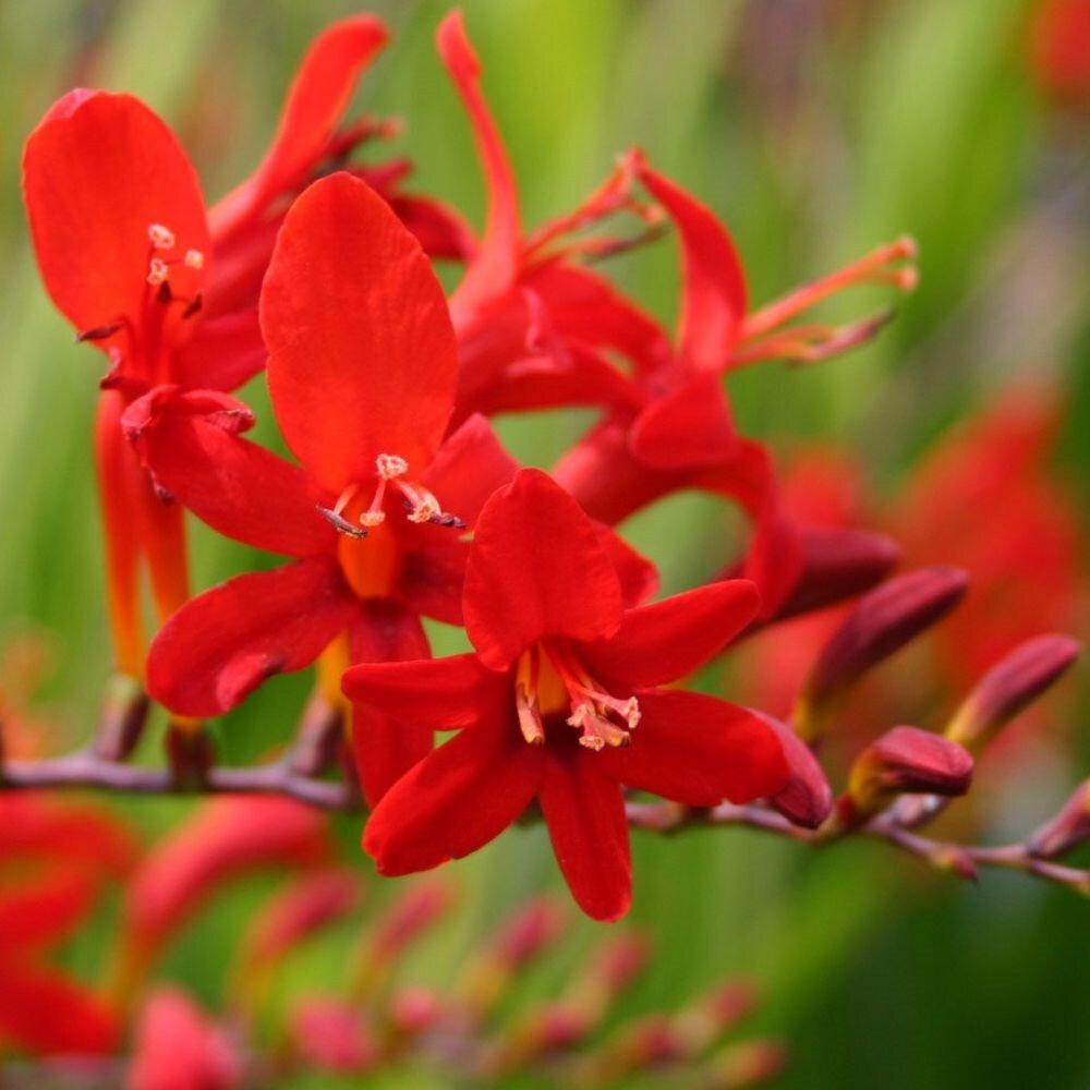 Buy montbretia bulbs Crocosmia Lucifer £4.99 Delivery by Crocus