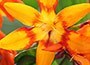 montbretia