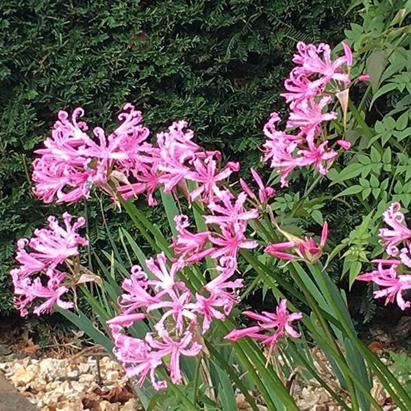 Nerine Bowdenii 7 by Taylors Bulbs