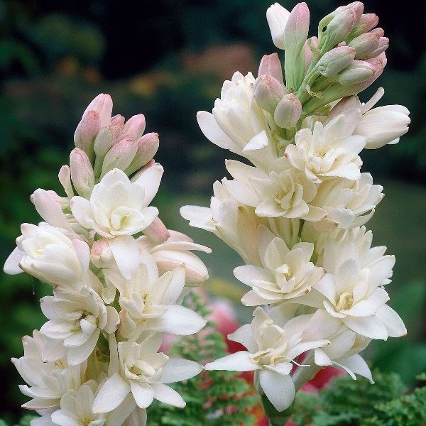 Polianthes tuberosa The Pearl