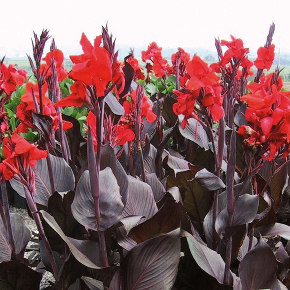 Product options image