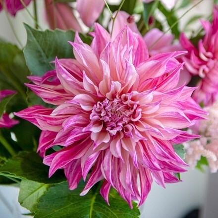 Dahlia Richards Fortune