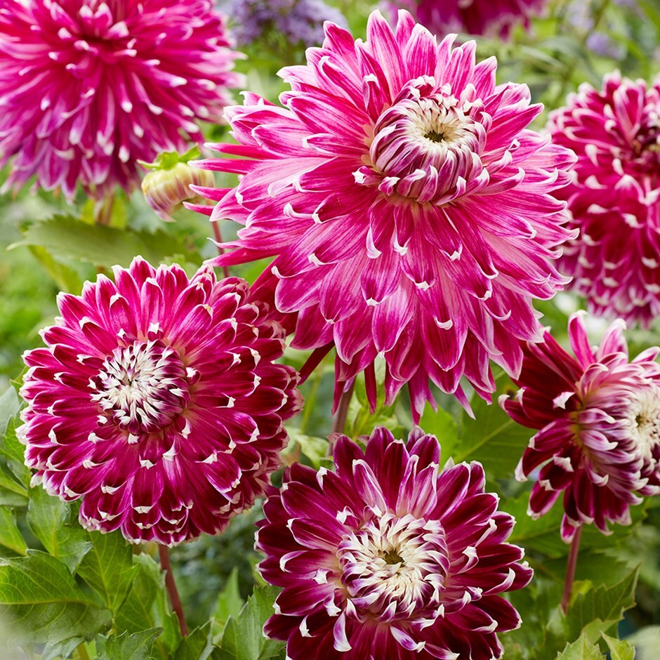 Buy miscellaneous (dinnerplate) dahlia Dahlia Vancouver: £5.49 Delivery ...