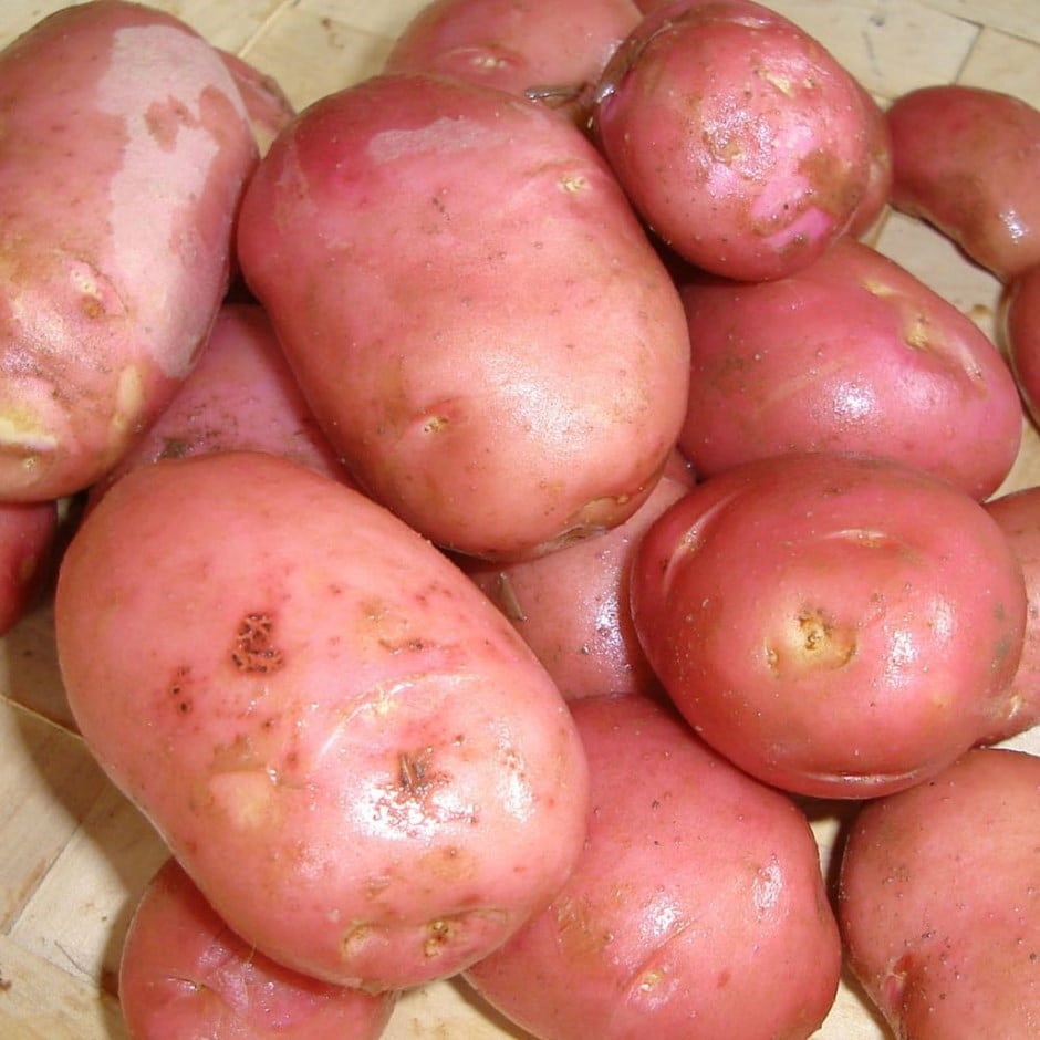 potato 'Desiree'