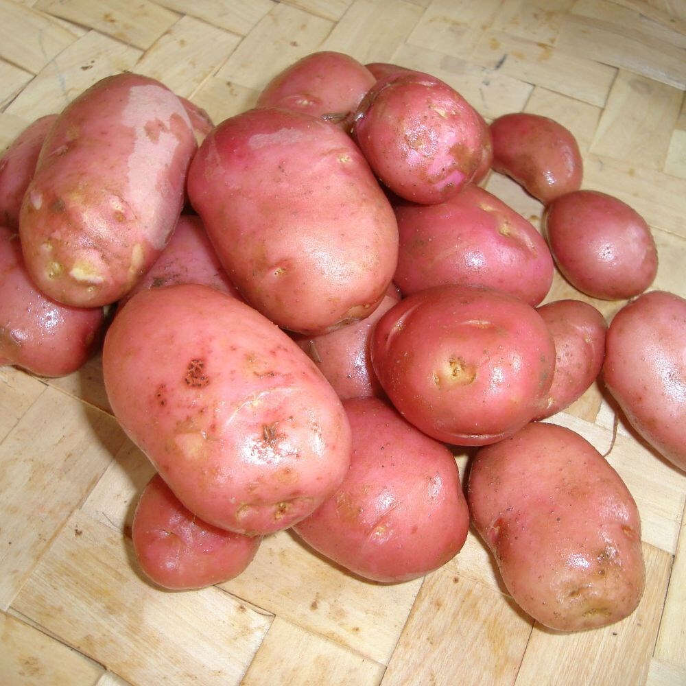 potato 'Desiree'