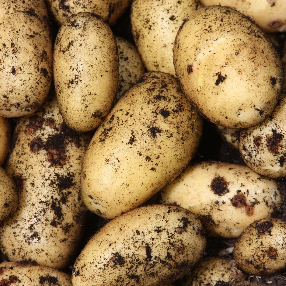 Buy potato - second early, Scottish basic seed potato potato 'Charlotte'