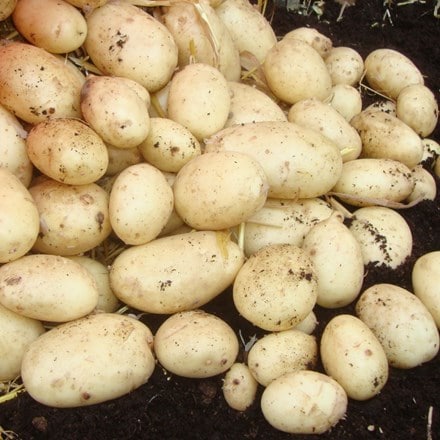 potato Maris Piper