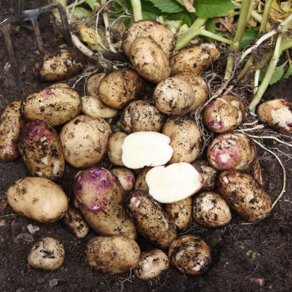 potato 'Kestrel' (PBR)