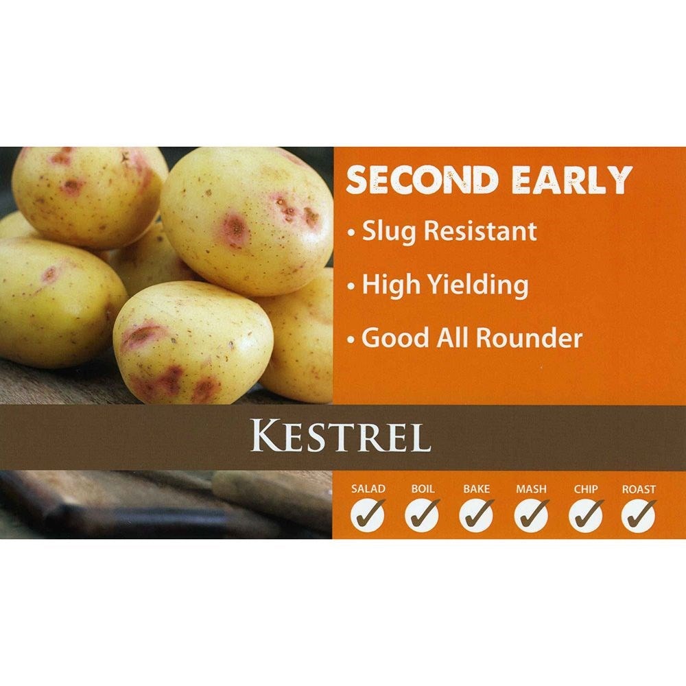 potato 'Kestrel' (PBR)