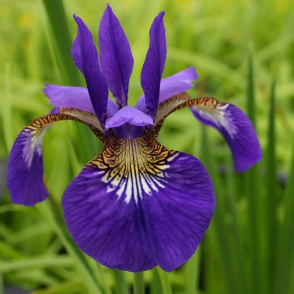 <i>Iris sibirica</i> 