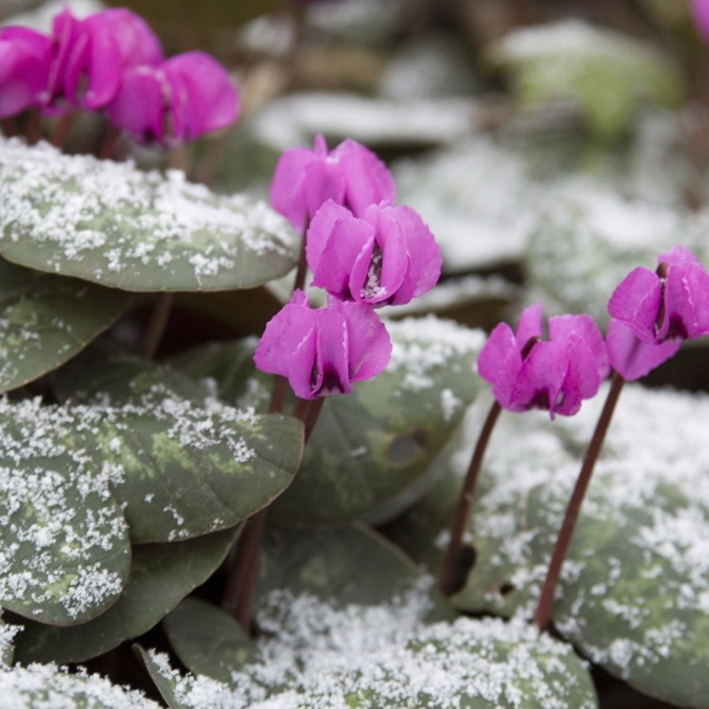 Cyclamen coum deals