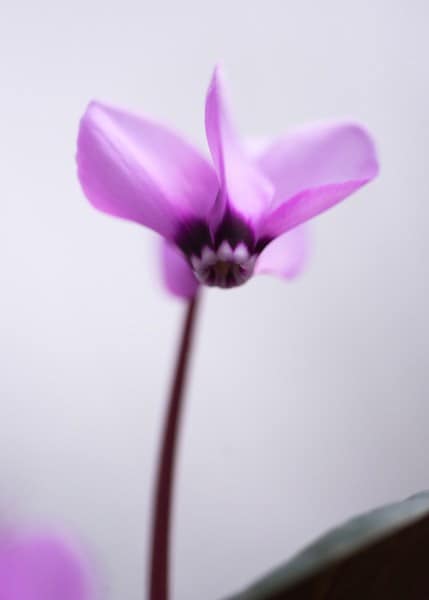 <i>Cyclamen coum</i> 