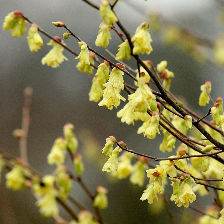 <i>Corylopsis pauciflora</i> 