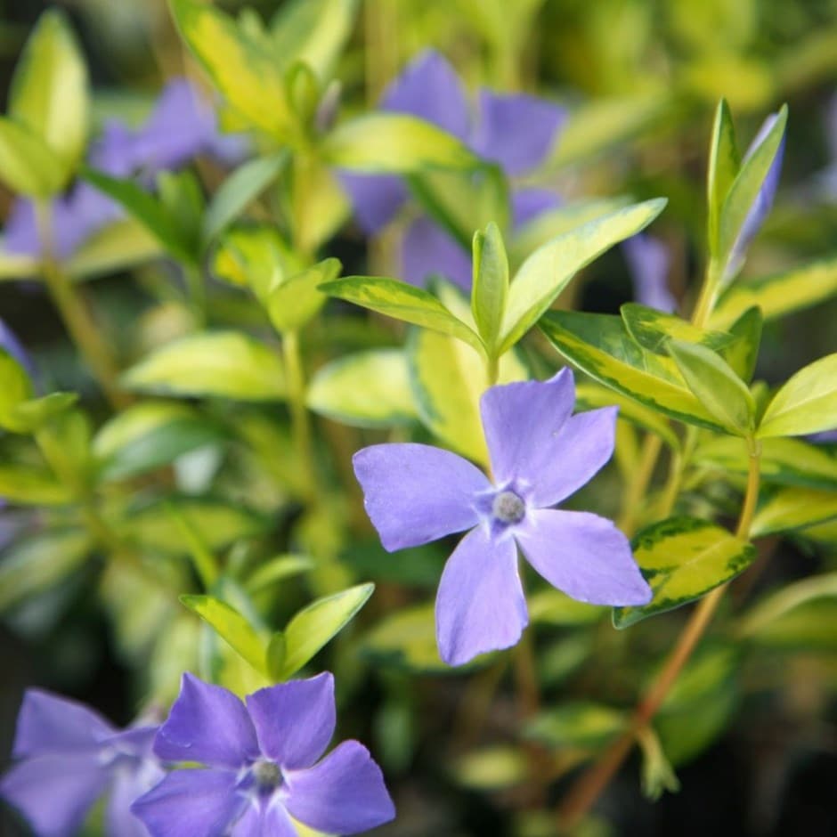 Buy periwinkle Vinca minor 'Illumination' Buy periwinkle Vinca minor 'Illumination'