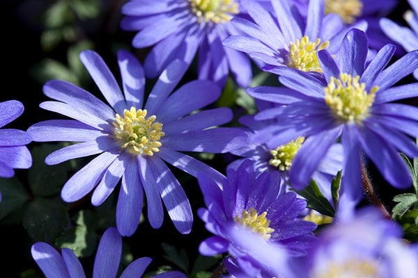 Anemone blanda
