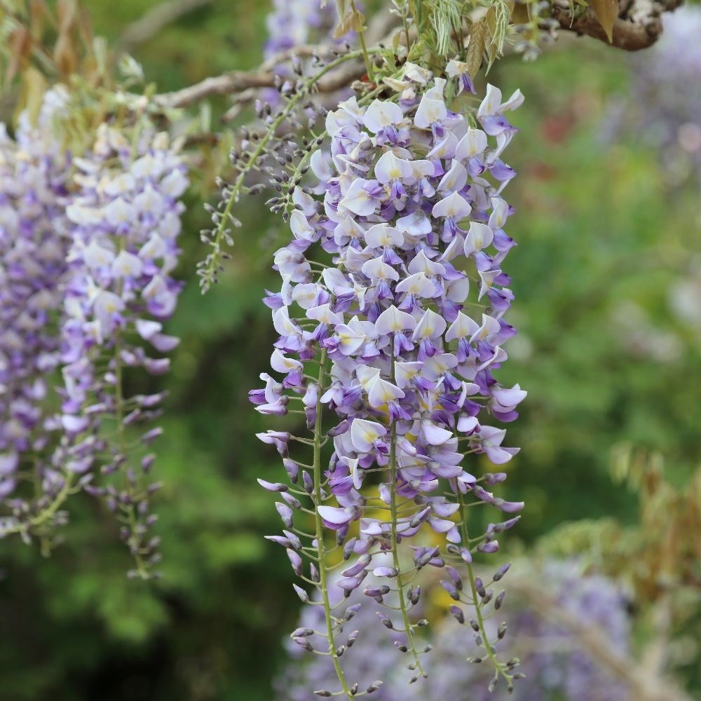 Wisteria floribunda Domino