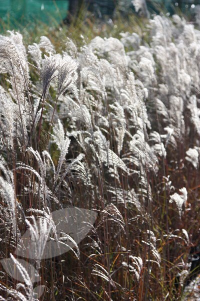 Buy Silver Grass Miscanthus Sinensis Kleine Fontäne £2999 Delivery By Crocus 5326