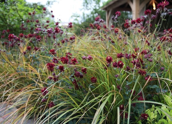 Aquilegia and Anemanthele plant combination