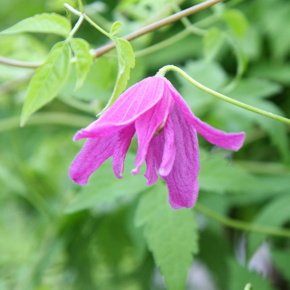 Product options image