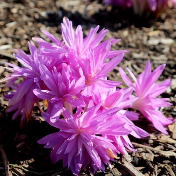 Colchicum Waterlily